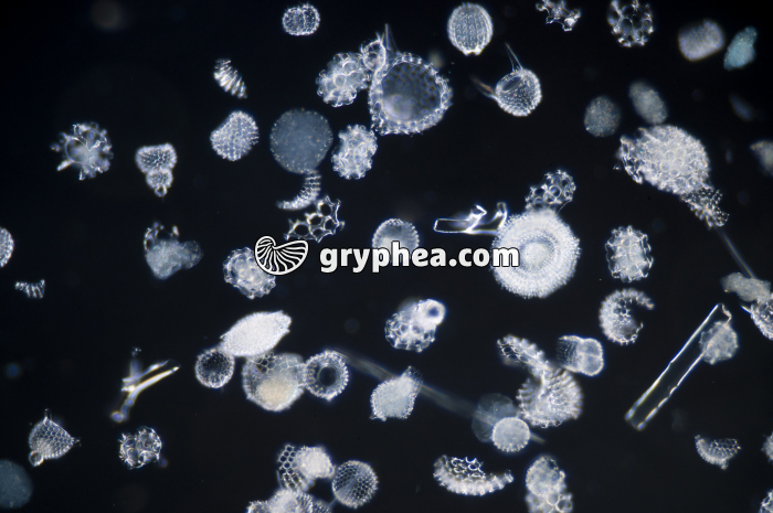 Radiolaires x12,5 - gryphea.org